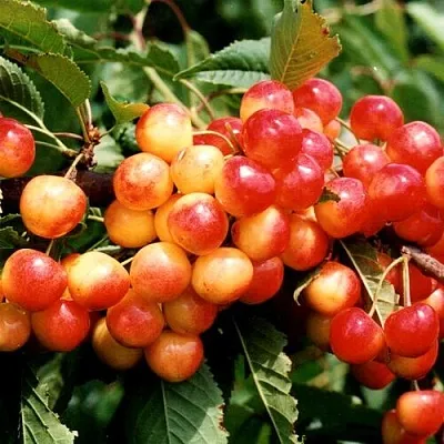 Черешня БЮТТНЕРА КРАСНАЯ  Черешня БЮТТНЕРА КРАСНАЯ в Брянске