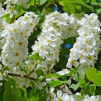 Черемуха ЧАЙКА в Брянске