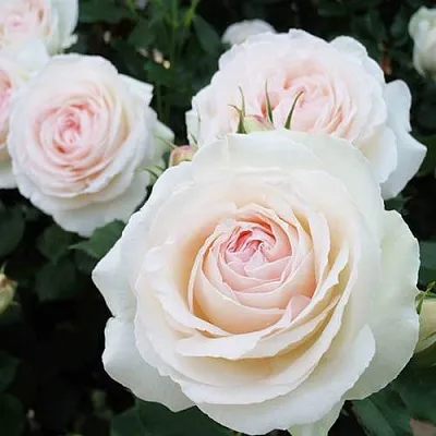 Саженцы роз ПАЛЕ РОЯЛЬ плетистая  Саженцы роз ПАЛЕ РОЯЛЬ плетистая в Брянске