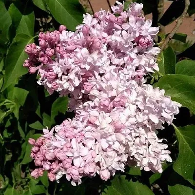 Сирень МИЛОСЕРДИЕ  Сирень МИЛОСЕРДИЕ в Брянске