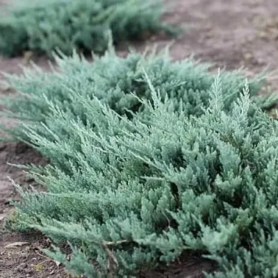 Можжевельник БЛЮ ЧИП горизонтальный  Можжевельник БЛЮ ЧИП горизонтальный в Брянске