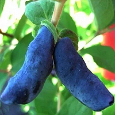 Жимолость съедобная БАКЧАРСКИЙ ВЕЛИКАН  Жимолость съедобная БАКЧАРСКИЙ ВЕЛИКАН в Брянске