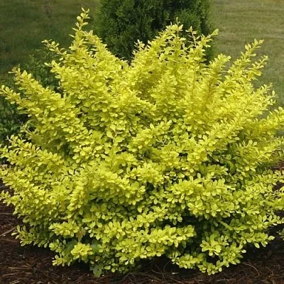 Барбарис АУРЕА тунберга  Барбарис АУРЕА тунберга в Брянске