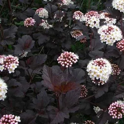 Пузыреплодник ДИАБЛО  Пузыреплодник ДИАБЛО в Брянске