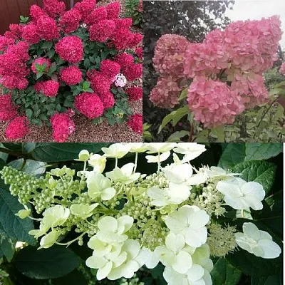 Комплект САД ЭМОЦИЙ в Брянске