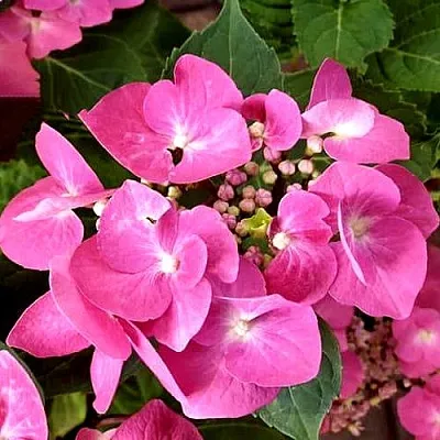 Гортензия ТАУБЕ крупнолистная  Гортензия ТАУБЕ крупнолистная в Брянске