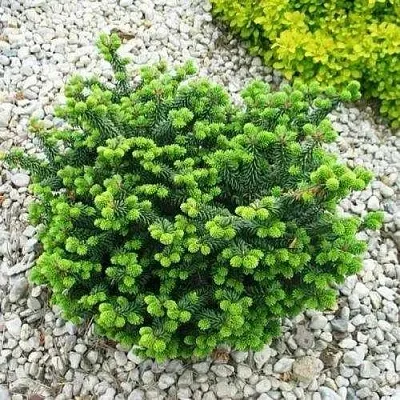 Пихта НАНА бальзамическая  Пихта НАНА бальзамическая в Брянске