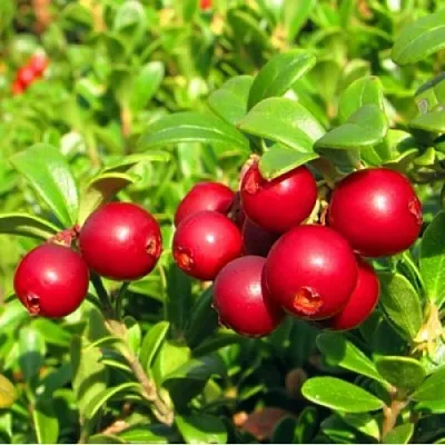 Брусника садовая РЕД ПЕРЛ  Брусника садовая РЕД ПЕРЛ в Брянске