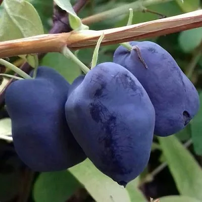 Жимолость съедобная БОРЕАЛ БЬЮТИ (СЕВЕРНАЯ КРАСАВИЦА) в Брянске