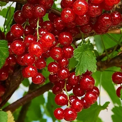 Смородина красная НАТАЛИ в Брянске