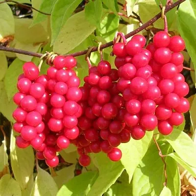 Лимонник ПЕРВЕНЕЦ китайский  Лимонник ПЕРВЕНЕЦ китайский в Брянске