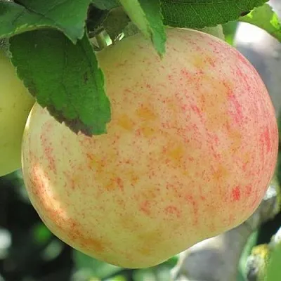 Яблоня ЛЕТНЕЕ СЛАДКОЕ  Яблоня ЛЕТНЕЕ СЛАДКОЕ в Брянске