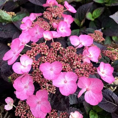 Гортензия ДАРЕДЕВИЛ пильчатая  Гортензия ДАРЕДЕВИЛ пильчатая в Брянске