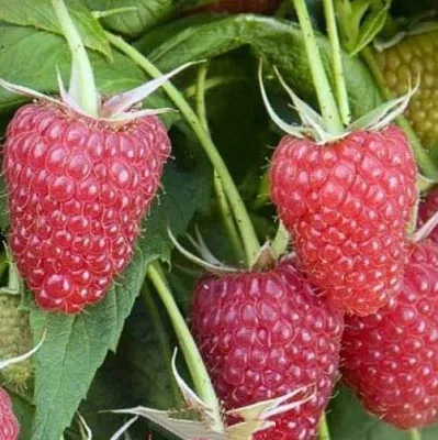 Малина ЕВРАЗИЯ в Брянске