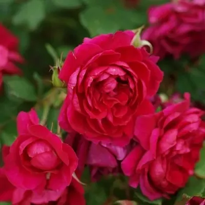 Саженцы роз КВАДРА плетистая  Саженцы роз КВАДРА плетистая в Брянске