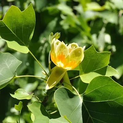 ЛИРИОДЕНДРОН тюльпанный  ЛИРИОДЕНДРОН тюльпанный в Брянске