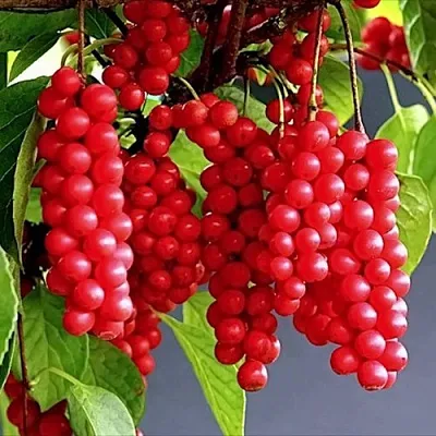 Лимонник САДОВЫЙ 1 китайский   Лимонник САДОВЫЙ 1 китайский  в Брянске