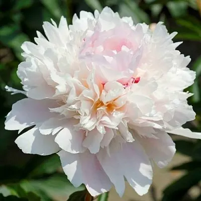 Пион АЛЕРТИ травянистый  Пион АЛЕРТИ травянистый в Брянске