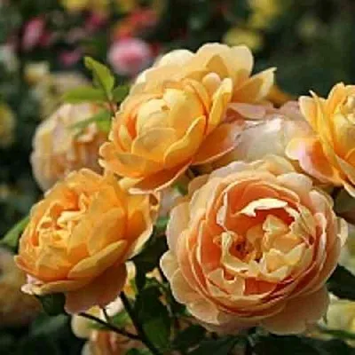 Саженцы роз ГОЛДЕН СЕЛЕБРЕЙШЕН английская  Саженцы роз ГОЛДЕН СЕЛЕБРЕЙШЕН английская в Брянске