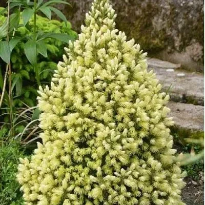 Ель МАЙГОЛД колючая  Ель МАЙГОЛД колючая в Брянске