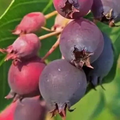 Ирга MANDAN — описание сорта Ирга MANDAN в Брянске