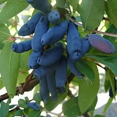 Жимолость съедобная ГОРДОСТЬ БАКЧАРА  Жимолость съедобная ГОРДОСТЬ БАКЧАРА в Брянске