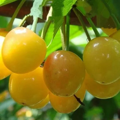 Черешня ЯНТАРНАЯ  Черешня ЯНТАРНАЯ в Брянске