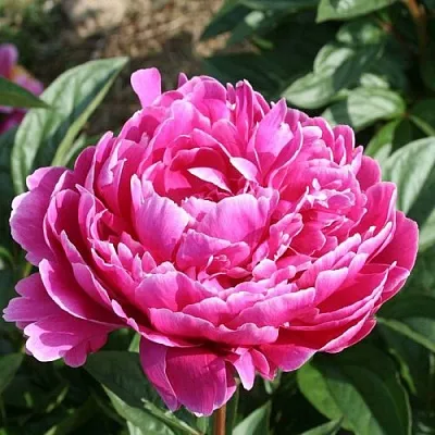 Пион СЕБАСТЬЯН МААС травянистый  Пион СЕБАСТЬЯН МААС травянистый в Брянске