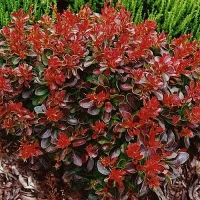 Барбарис КАРМЕН тунберга  Барбарис КАРМЕН тунберга в Брянске