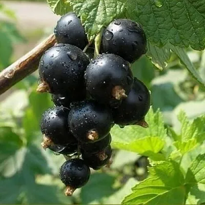 Смородина черная ПИГМЕЙ в Брянске