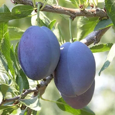 Слива СТЭНЛИ  Слива СТЭНЛИ в Брянске