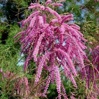 Тамарикс ПИНК КАСКАД  Тамарикс ПИНК КАСКАД в Брянске