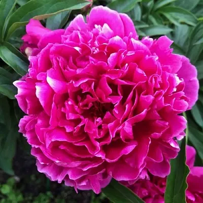 Пион КАРЛ РОЗЕНФЕЛЬД травянистый  Пион КАРЛ РОЗЕНФЕЛЬД травянистый в Брянске