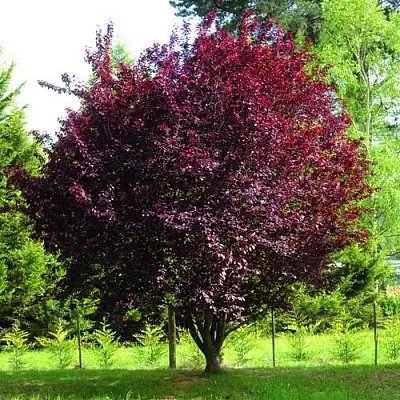 Слива НИГРА растопыреная   Слива НИГРА растопыреная  в Брянске