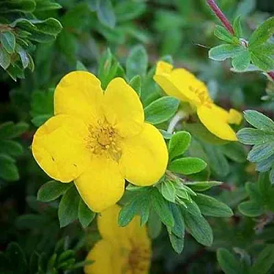 Лапчатка ГОЛДСТАР кустарниковая  Лапчатка ГОЛДСТАР кустарниковая в Брянске