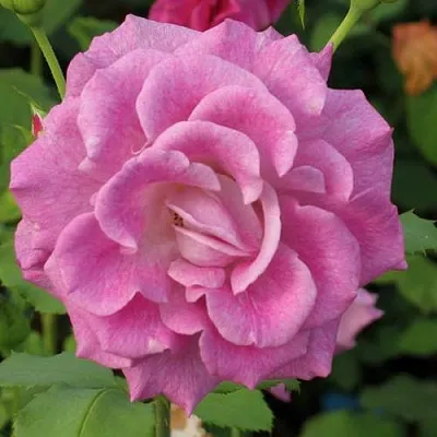 Саженцы роз ВИОЛЕТТА чайно-гибридная  Саженцы роз ВИОЛЕТТА чайно-гибридная в Брянске