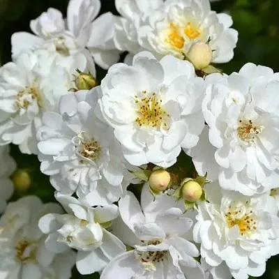 Саженцы роз ГИРЛЯНДА ДЕ АМУР мускусная  Саженцы роз ГИРЛЯНДА ДЕ АМУР мускусная в Брянске