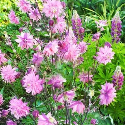 Аквилегия БАРЛОУ ПИНК гибрид МакКаны в Брянске