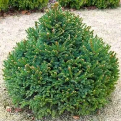 Ель БАРРИ обыкновенная — описание сорта Ель БАРРИ обыкновенная в Брянске