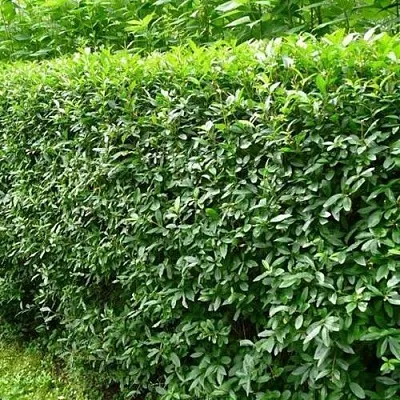 Бирючина обыкновенная  Бирючина обыкновенная в Брянске