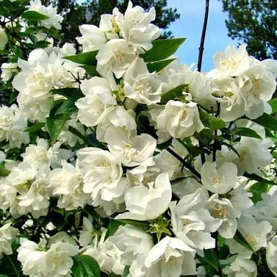 Жасмин ДЕНИСКИНЫ РАССКАЗЫ  Жасмин ДЕНИСКИНЫ РАССКАЗЫ в Брянске