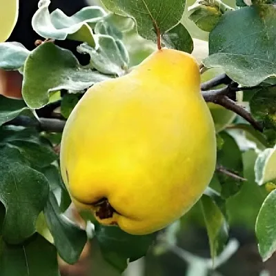 Айва МИР в Брянске