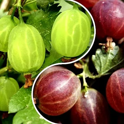 Комплект СКАЗКА в Брянске