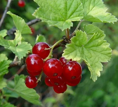 Смородина альпийская ШМИДТ в Брянске