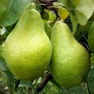 Груша НОЯБРЬСКАЯ ЗИМНЯЯ  Груша НОЯБРЬСКАЯ ЗИМНЯЯ в Брянске