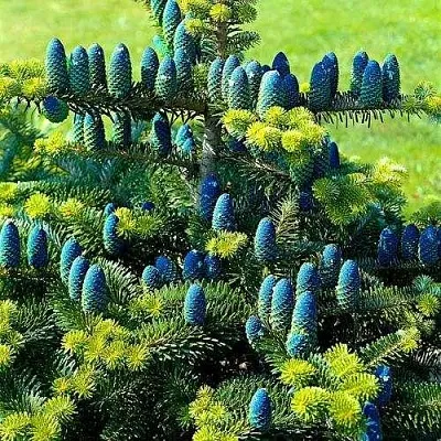 Пихта корейская   Пихта корейская  в Брянске