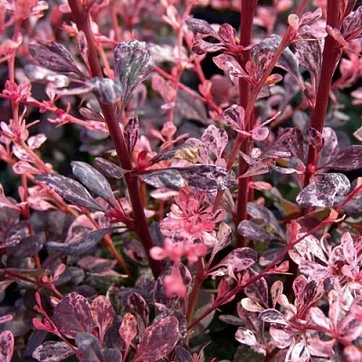 Барбарис АРЛЕКИН тунберга  Барбарис АРЛЕКИН тунберга в Брянске