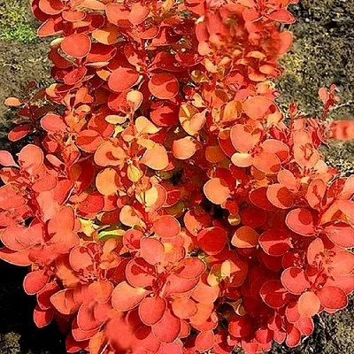 Барбарис ОРАНЖ ФАЙЕР тунберга  Барбарис ОРАНЖ ФАЙЕР тунберга в Брянске