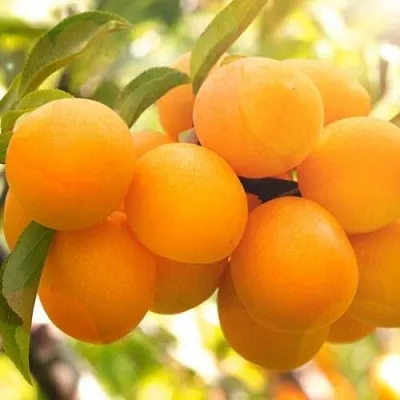 Слива МАРА  Слива МАРА в Брянске