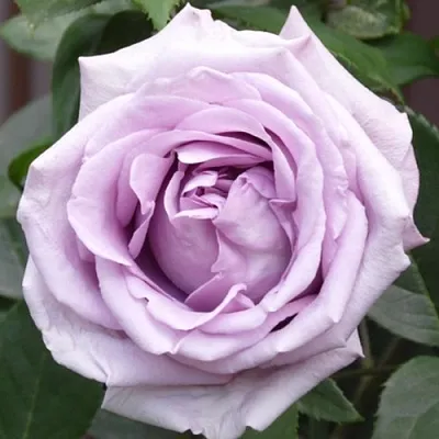 Саженцы роз ИНДИГОЛЕТТА плетистая  Саженцы роз ИНДИГОЛЕТТА плетистая в Брянске